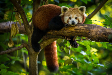 Photography of fierce wild animals in the forest