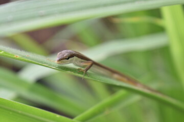 A lizard resting on tall grass blades, blending naturally with its surroundings. The reptile enjoys the warm sunlight while staying alert in its grassy habitat.