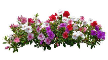Fototapeta premium Vibrant multicolored impatiens flower bush isolated on transparent background