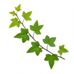Vibrant green ivy sprig isolated on white background