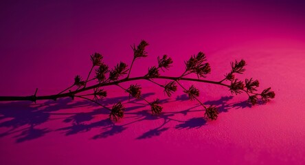 Dried Floral Branch on a Vibrant Magenta Surface, Dramatic Lighting and Shadows.
