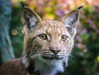 Photography of fierce wild animals in the forest