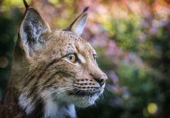 Photography of fierce wild animals in the forest