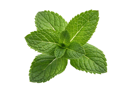 Fresh mint leaves close up shot aromatic herb for culinary use and herbal medicine healthy ingredient raw food