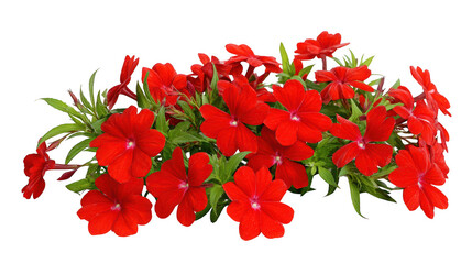 Fototapeta premium Vibrant red phlox flowers bouquet isolated on transparent background