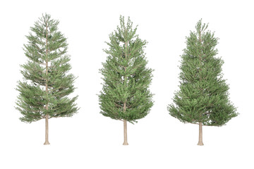 Three green evergreen trees.