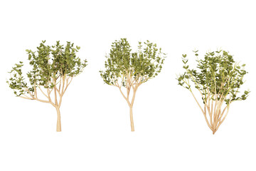 Three green evergreen trees.