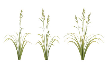 Three 3d models of grass.