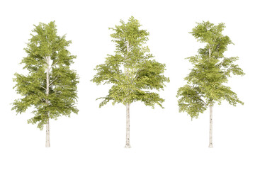 Three green evergreen trees.
