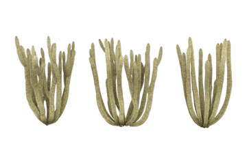 Three cacti against a white background.