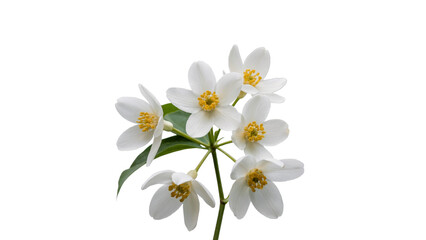 white flowers on white background