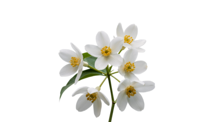 white flowers on white background