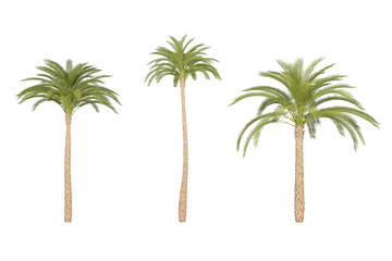 Three palm trees on a white background.