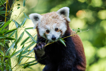 Photography of fierce wild animals in the forest