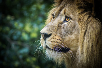 Photography of fierce wild animals in the forest