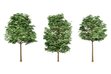 Three green evergreen trees.