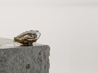 Fresh Oyster on a Concrete Block, Dripping Water in a Minimalist Setting.