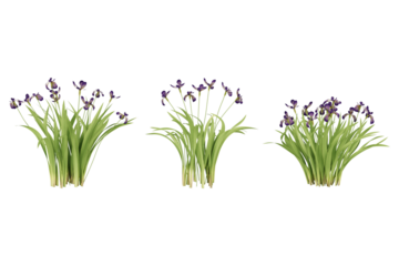 Three clusters of purple iris flowers.