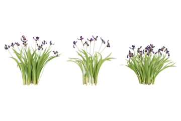 Fototapete Rund Iris Three clusters of purple iris flowers.  © Waypixel