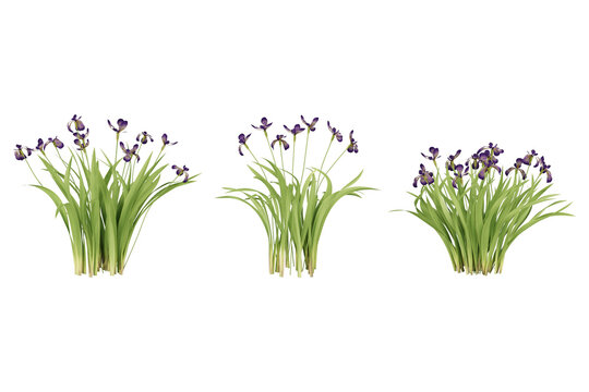 Three clusters of purple iris flowers.
