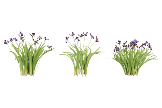 Three clusters of purple iris flowers.