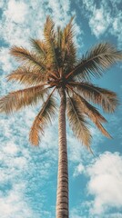 Tall Palm Tree with Textured Fronds Against the Sky