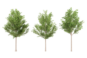 Three green evergreen trees.