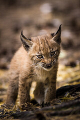 Photography of fierce wild animals in the forest