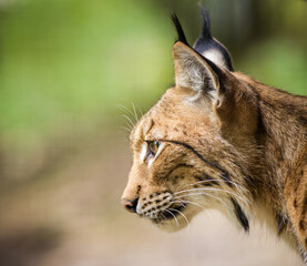 Photography of fierce wild animals in the forest