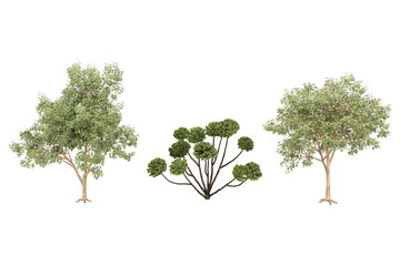 Three green evergreen trees.