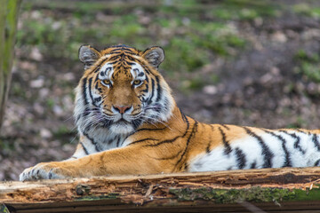 Photography of fierce wild animals in the forest