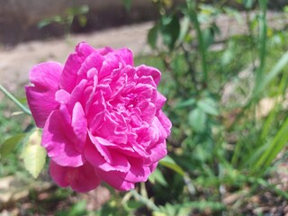 Close-up of a pink rose in full bloom with layered petals, displaying romantic softness and daylight texture.