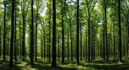 A dense forest with tall trees and green leaves creating a canopy of light and shadow on the ground