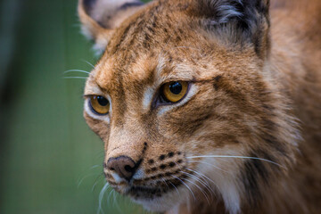 Photography of fierce wild animals in the forest