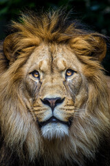 Fototapeta premium Photography of fierce wild animals in the forest