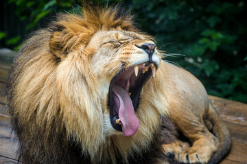 Photography of fierce wild animals in the forest
