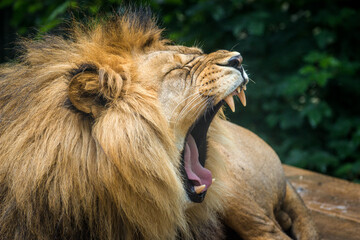 Photography of fierce wild animals in the forest