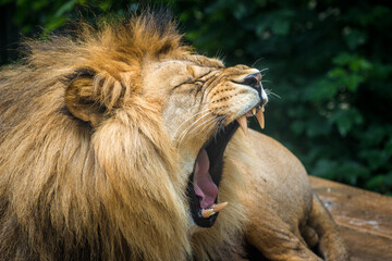 Photography of fierce wild animals in the forest