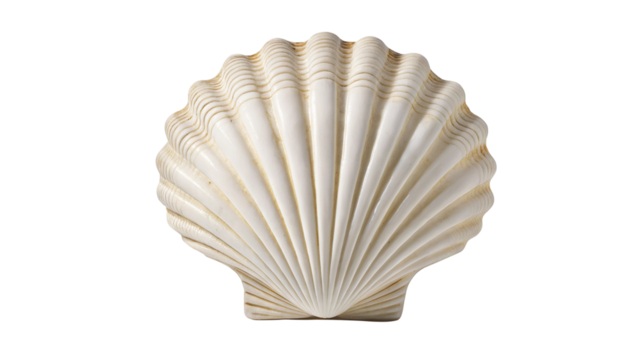 Seashells scallop shell close up marine life ocean beach sea nature summer vacation coastal decor white shell