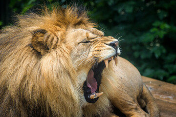 Photography of fierce wild animals in the forest