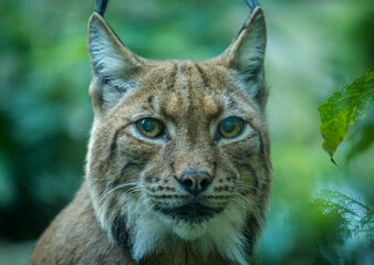 Photography of fierce wild animals in the forest