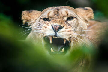 Photography of fierce wild animals in the forest