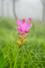Experience the vibrant beauty of Siam Tulips (Curcuma sessilis) blooming in the misty embrace of Pa Hin Ngam National Park, Chaiyaphum, Thailand. A stunning natural spectacle.