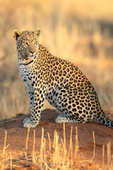 A close up or an African leopard in beautiful light, Etosha National Park, Namibia.