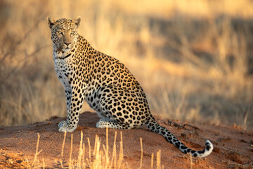 A close up or an African leopard in beautiful light, Etosha National Park, Namibia.