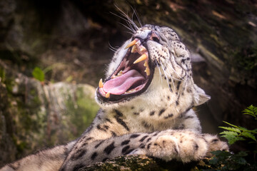 Photography of fierce wild animals in the forest