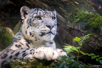 Photography of fierce wild animals in the forest
