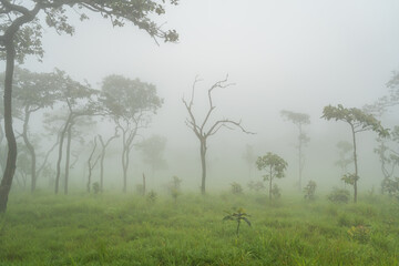 A lone, dead tree stands gracefully in mystical fog amidst lush greenery at Pa Hin Ngam National...