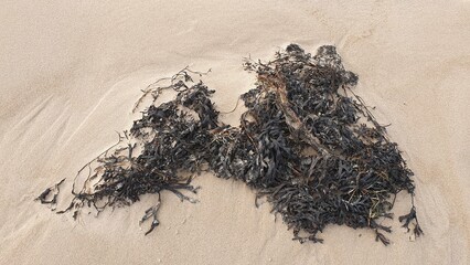 Dried seaweed washed ashore on clean sand beach creating Silhouette of Latvia © Jnis