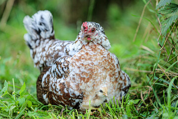 Protective hen with speckled plumage sheltering a chick beneath her feathers on a grassy patch